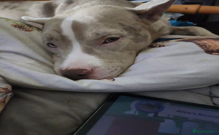 American Bulldog dogs American bulldog puppies - Advert 3