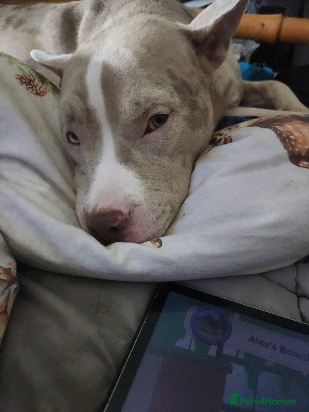 American Bulldog dogs for sale: American bulldog puppies - Advert 1