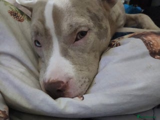 American Bulldog dogs American bulldog puppies - Advert 2