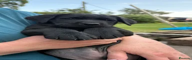 Labrador Retriever 3