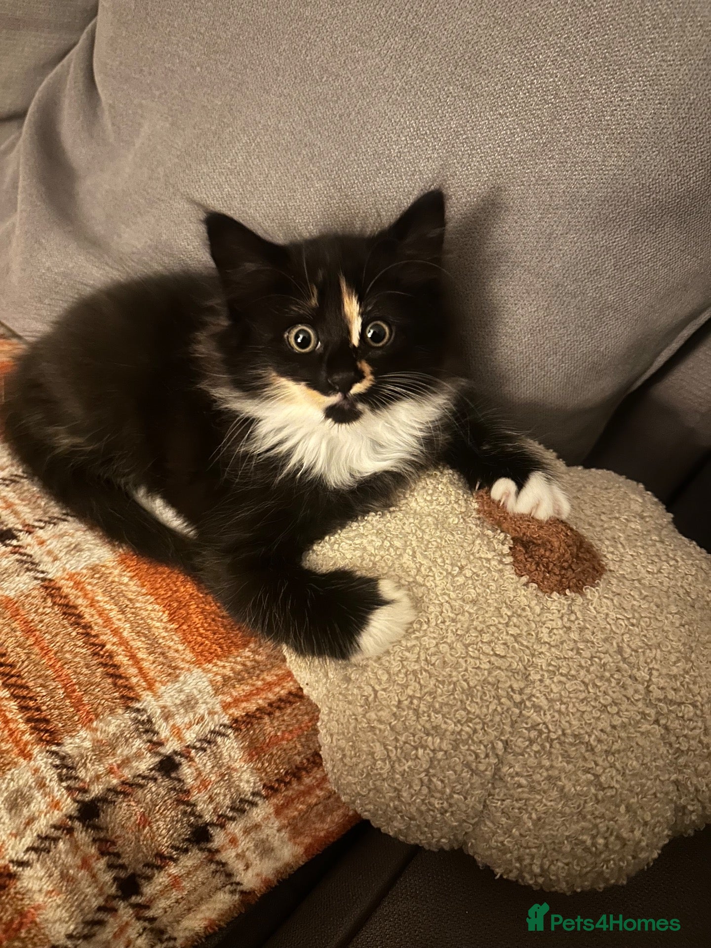 Mixed Breed cats Beautiful kittens looking for a new forever home  - Advert 1