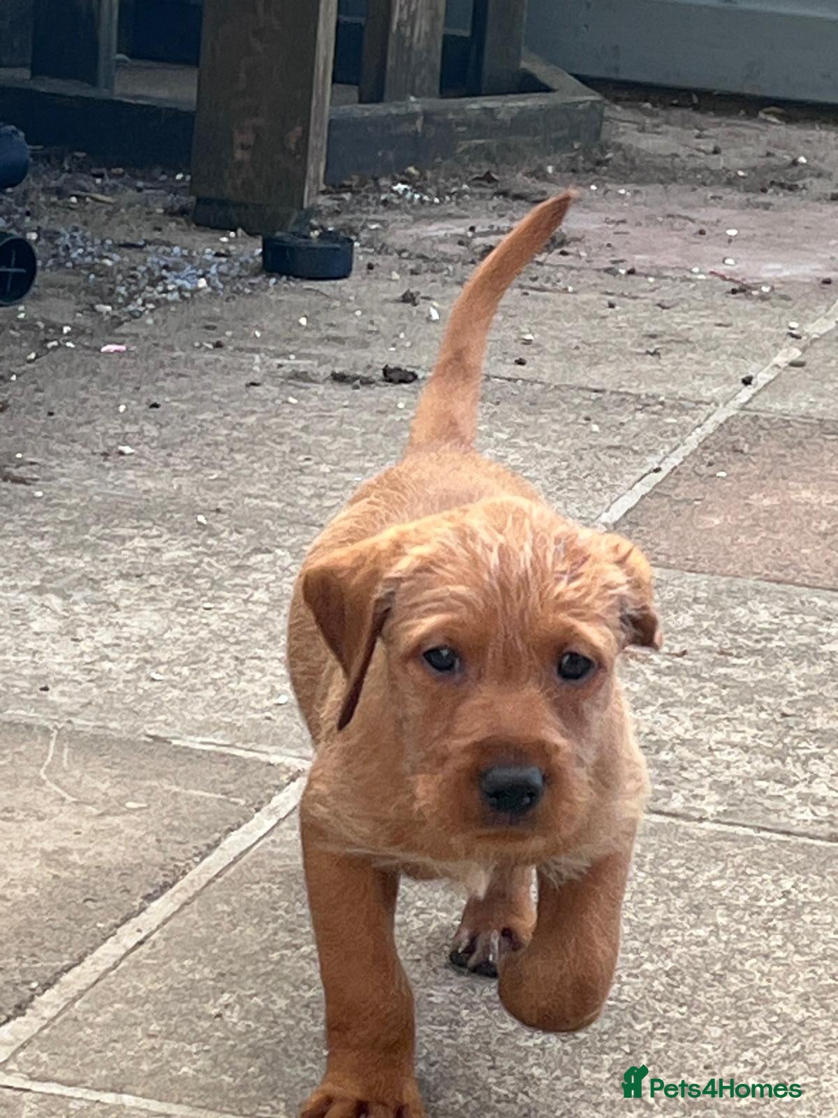 Mixed Breed dogs 2 bitches left Vizslador Puppies  - Advert 1