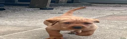 Mixed Breed dogs for sale: ALL REHOMED Vizslador Puppies  - Advert 10