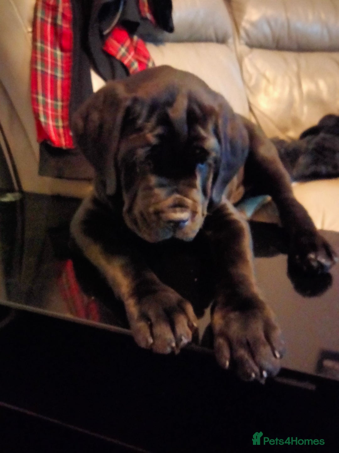 Cane Corso dogs for sale: Cane Corso XL Boy 22/12/2025 - Advert 18