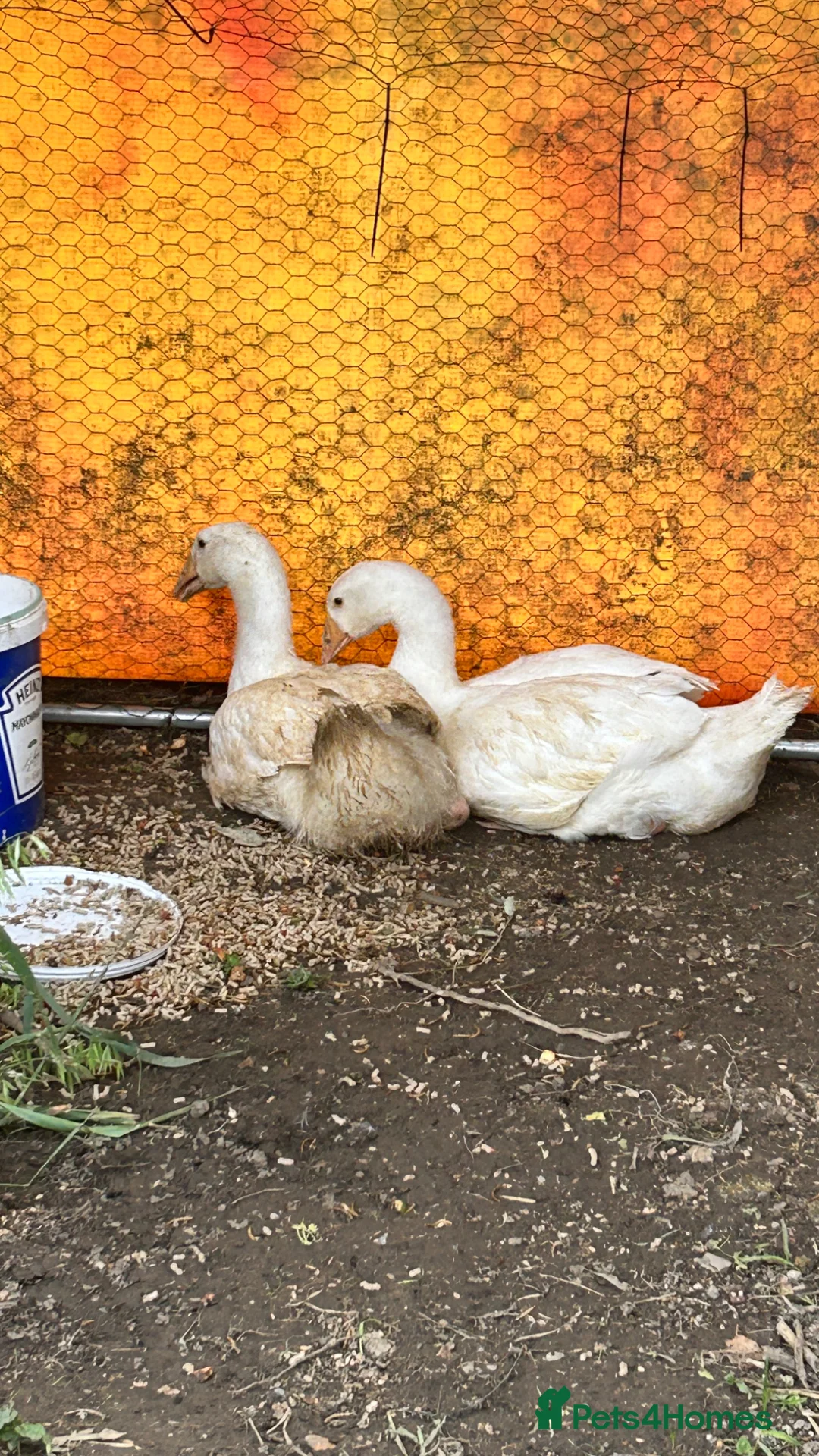 Geese poultry for sale: Bonded pair unrelated male female embden goose  - Advert 7