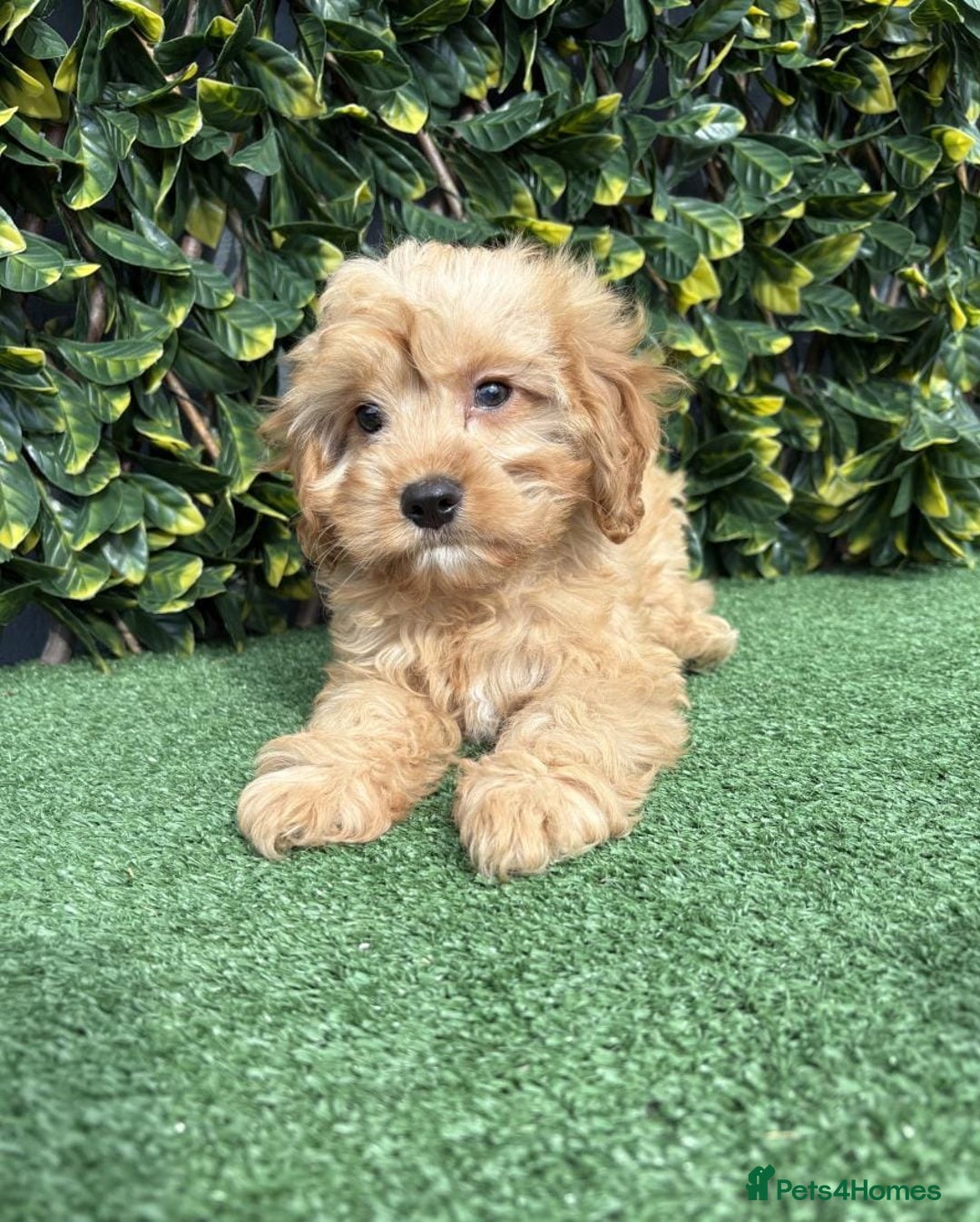 Cavapoo dogs for sale: Stunning health checked cavapoo puppies - Image 6