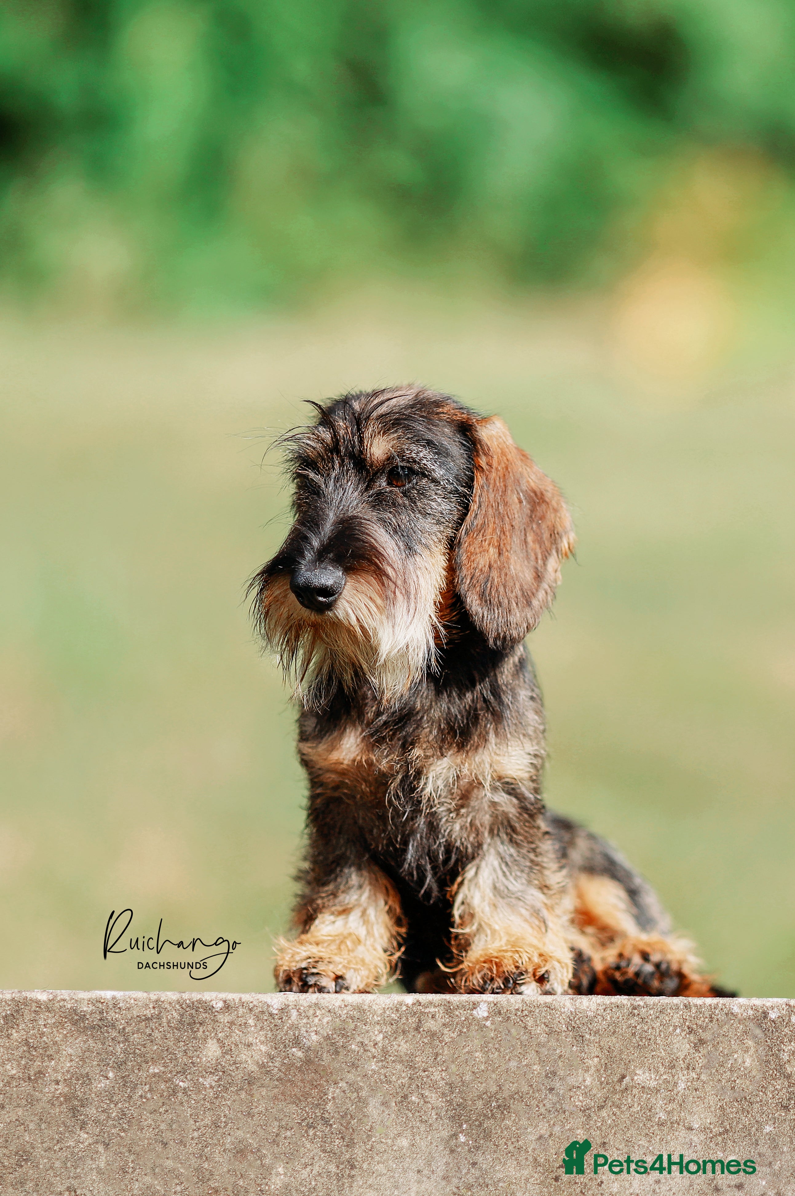 Miniature Dachshund dogs Miniature Wire Haired Dachshund, Wild Boar - Advert 1