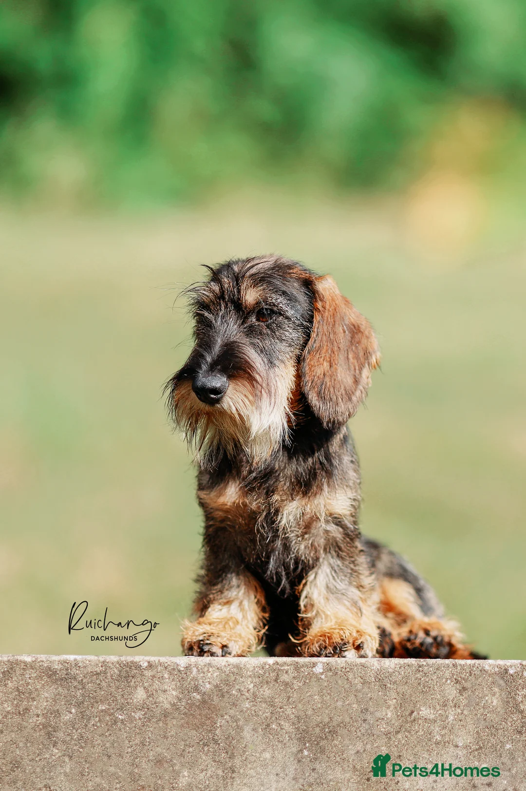 Miniature Dachshund dogs for stud: Miniature Wire Haired Dachshund, Wild Boar - Advert 1