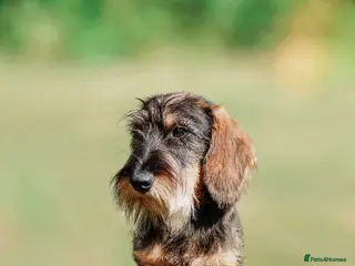 Miniature Dachshund dogs Miniature Wire Haired Dachshund, Wild Boar - Advert 1