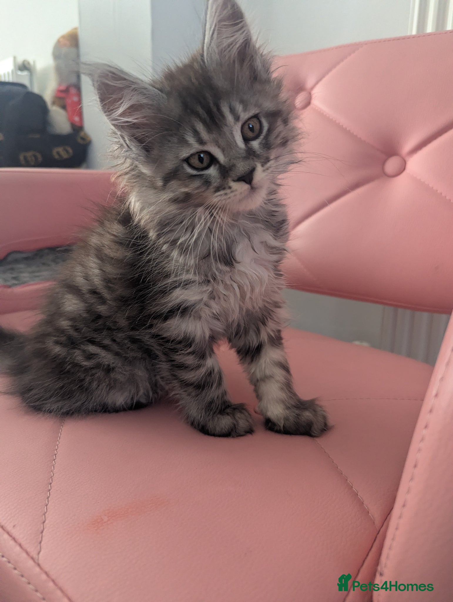 Maine Coon cats Exceptional Maine Coon Kittens for Loving Homes - Advert 11