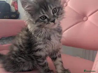 Maine Coon cats Exceptional Maine Coon Kittens for Loving Homes - Advert 11