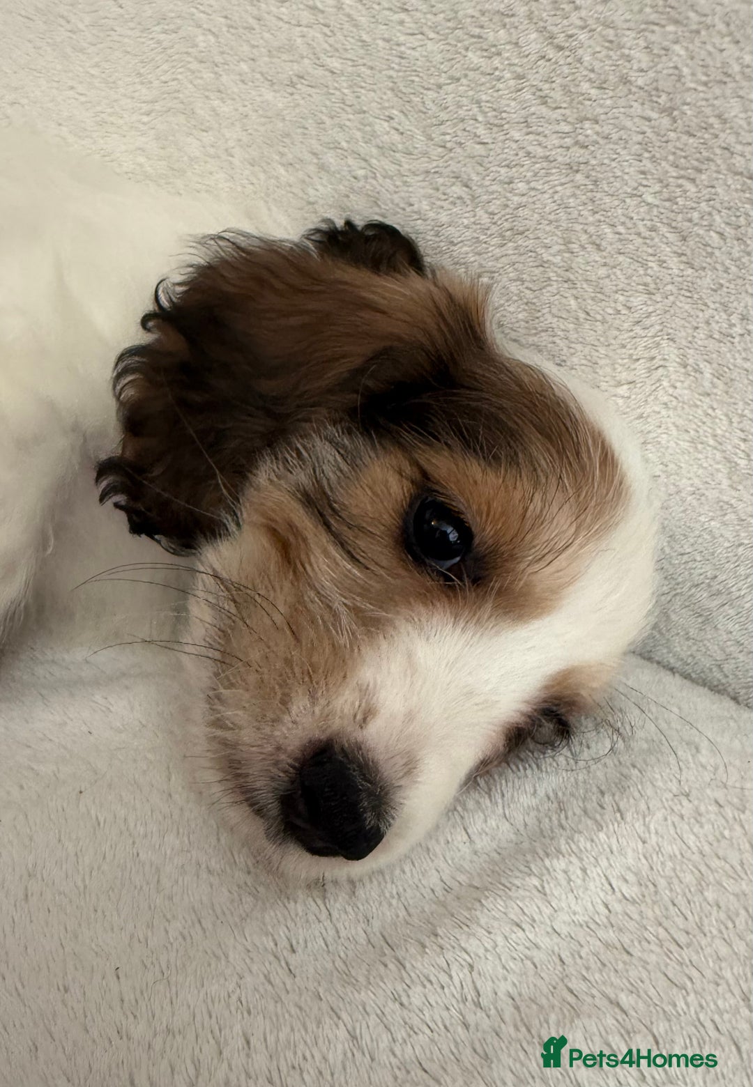 Cockapoo dogs for sale: Adorable Cockapoo puppies 🤍 - Image 2