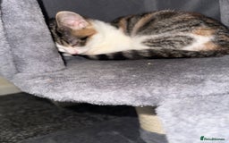 British Longhair cats for sale: Two beautiful kittens  - Image 3
