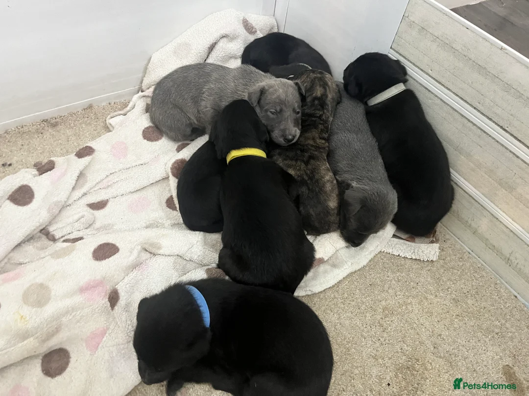 Bedlington Terrier dogs for sale: Beautiful Bedy/whippet Pups in Halstead - Advert 21