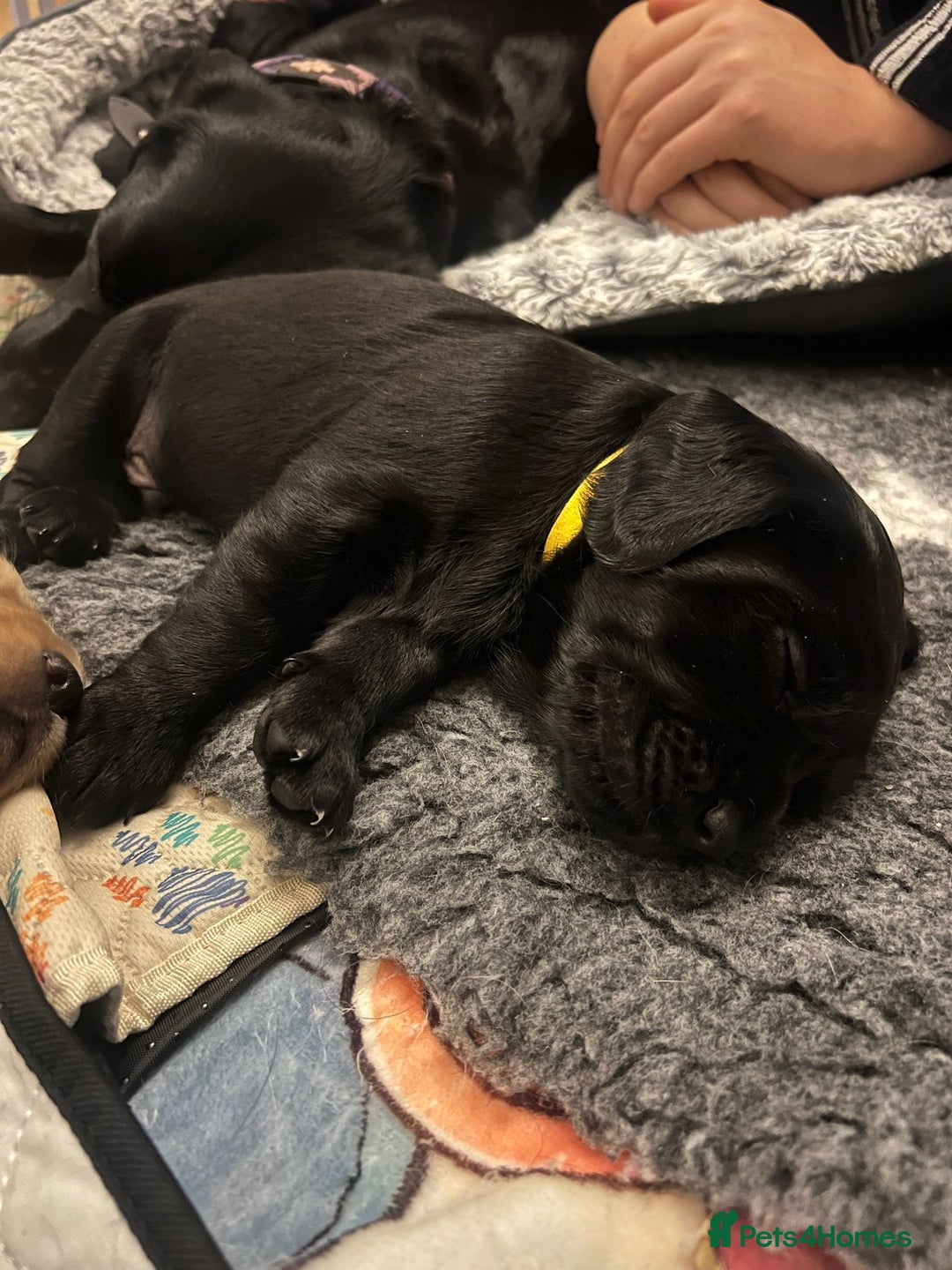 Cockerdor dogs for sale: Cocker Retriever aka Cockerdor bundles of joy - Advert 6