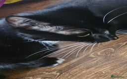 Mixed Breed cats for sale: 6 beautiful boys  - Image 19