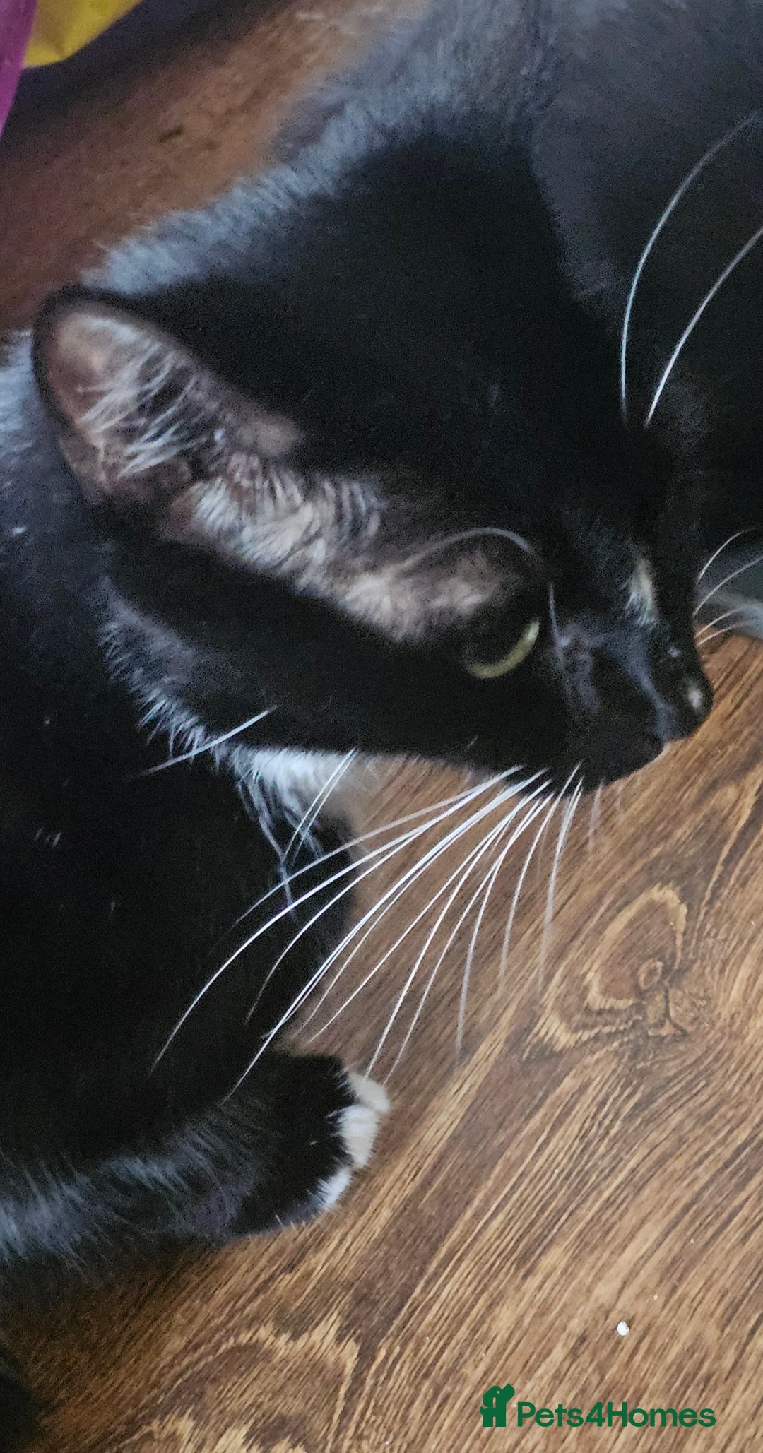 Mixed Breed cats for sale: 6 beautiful boys  - Image 19