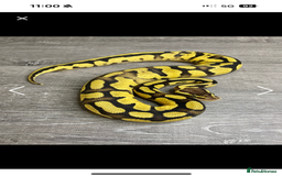 Python Snake reptiles for sale: Fire pastel female - Image 4