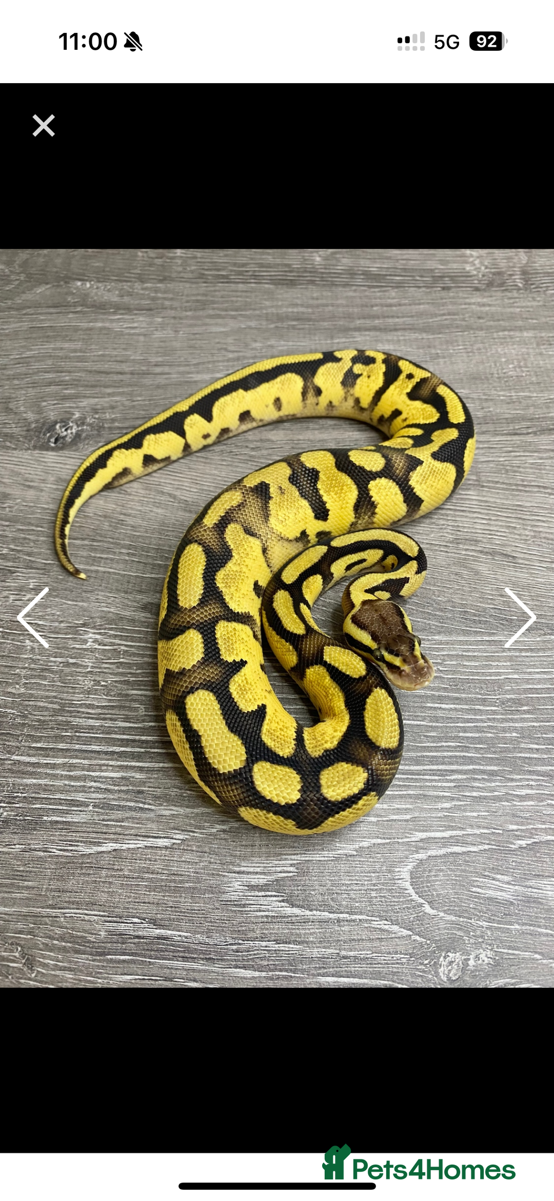 Python Snake reptiles for sale: Fire pastel female - Image 4