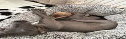 Italian Greyhound dogs for sale: Stunning Fawn Girl - Advert 10