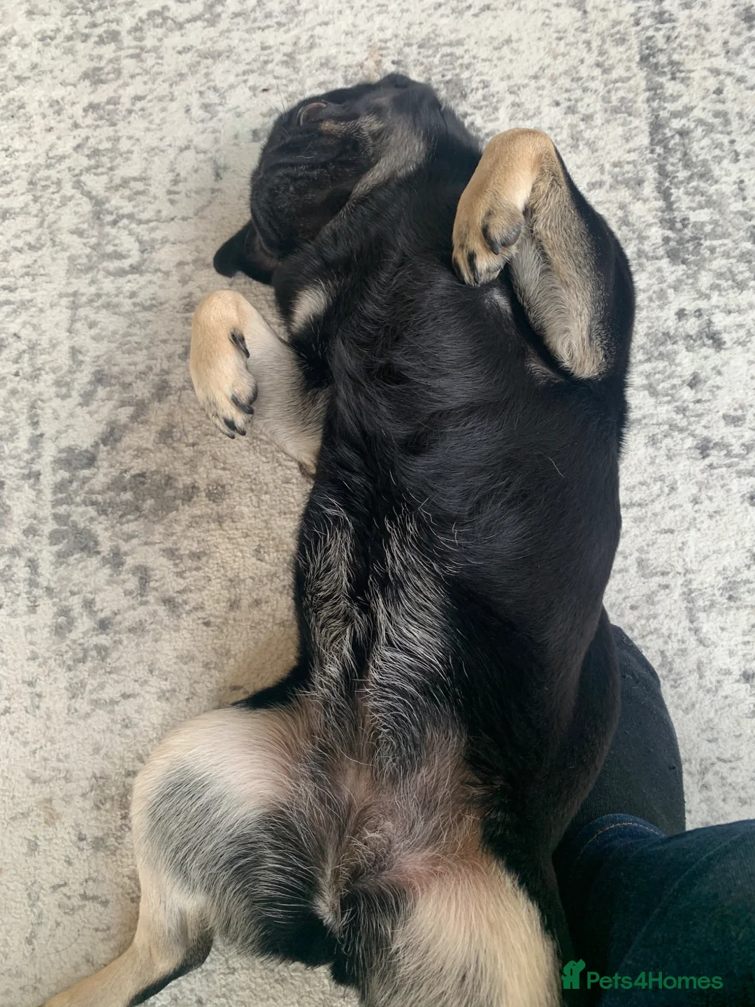 Pug dogs for sale: Molly in London - Advert 2