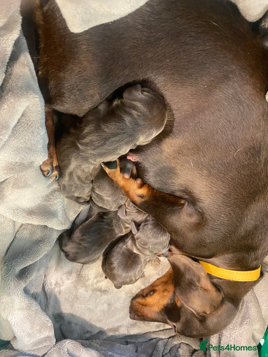 Miniature Dachshund dogs for sale: Kc registered health tested miniature dachshund  - Image 4