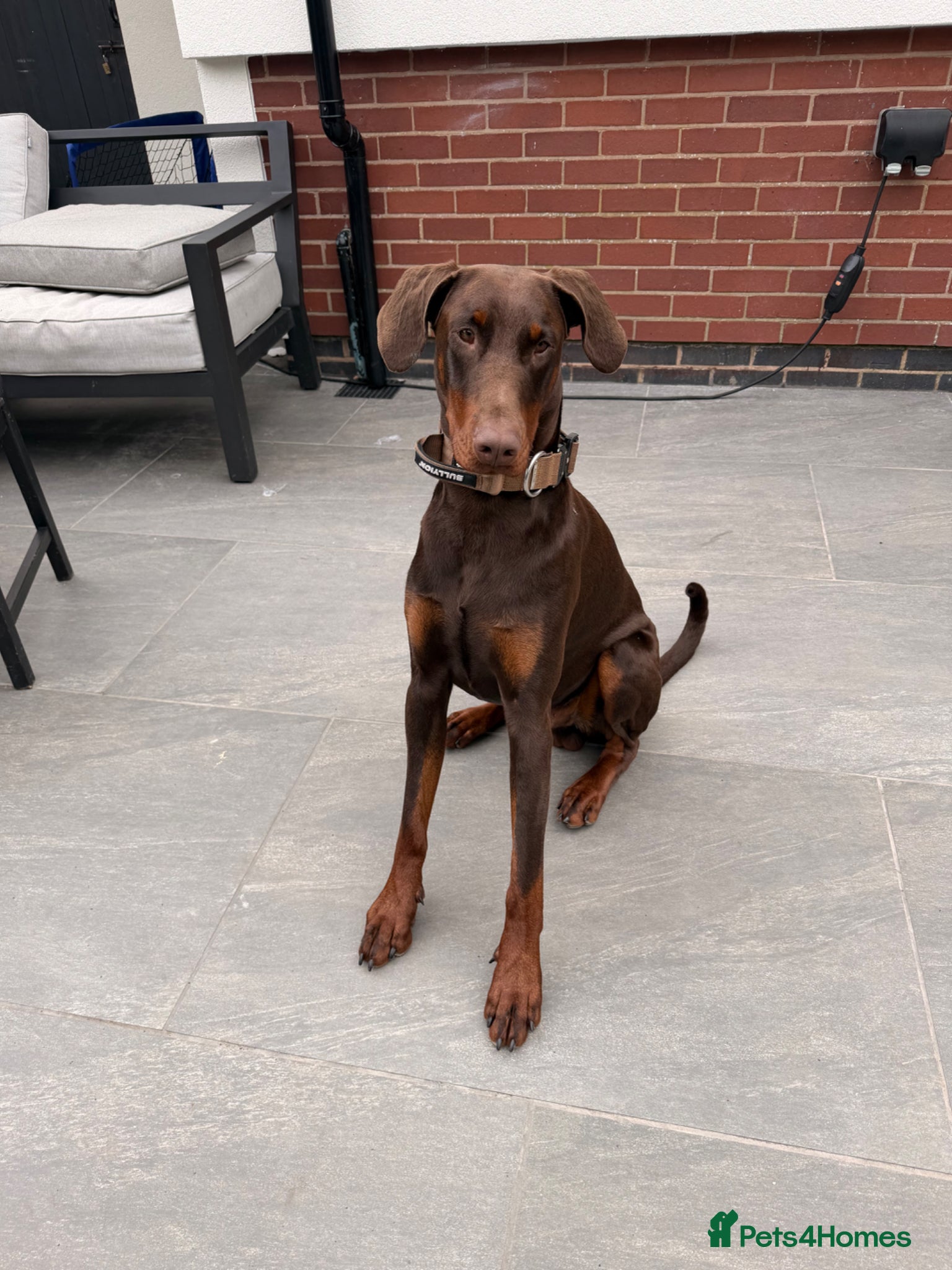 Dobermann dogs Beautiful Doberman - kc registered  - Advert 4