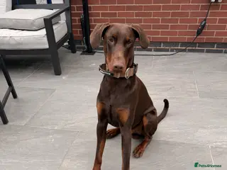 Dobermann dogs Beautiful Doberman - kc registered - Advert 4