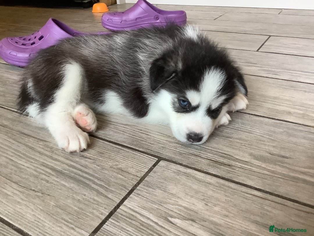 Siberian Husky dogs for sale: Gorgeous husky pups - Image 5