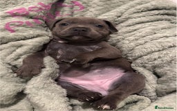 Staffordshire Bull Terrier dogs for sale: Stunning KC Blue Staffordshire Bull Terrier Pups - Image 16