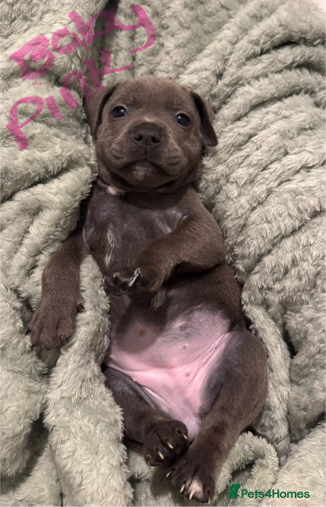 Staffordshire Bull Terrier dogs for sale: Stunning KC Blue Staffordshire Bull Terrier Pups - Image 16