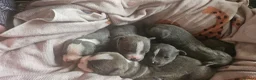 Staffordshire Bull Terrier dogs for sale: Blue staffy pups. Blue bronsen bloodline - Advert 29