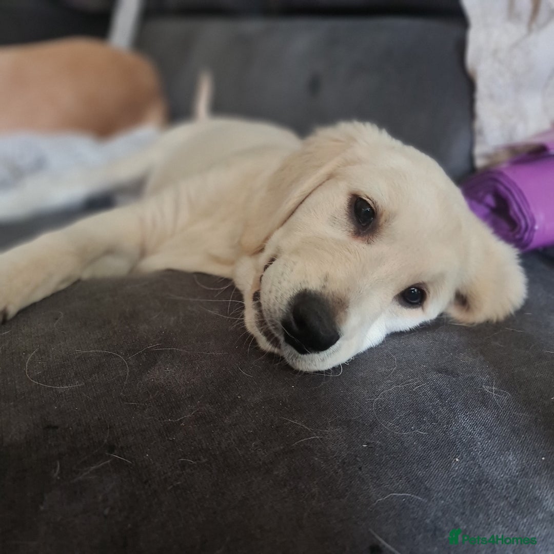 Golden Retriever dogs for sale: KC Registered Golden Retriever Puppies - Image 2