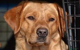 Labrador Retriever dogs for sale: Ready to leave 23rd Nov - Advert 4