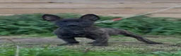Belgian Shepherd Dog dogs for sale: Dutch herder  in Bedworth - Advert 3