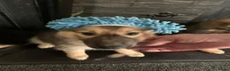Shepsky dogs for sale: shepsky puppies in Inverurie - Advert 2