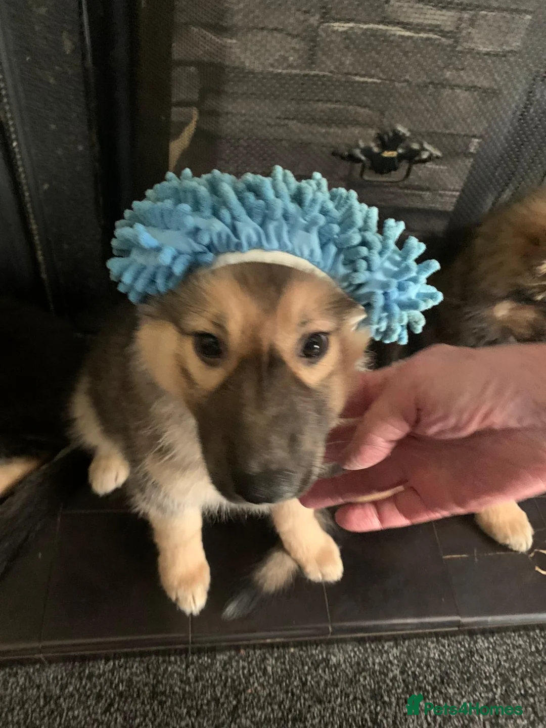 Shepsky dogs for sale: shepsky puppies in Inverurie - Advert 2