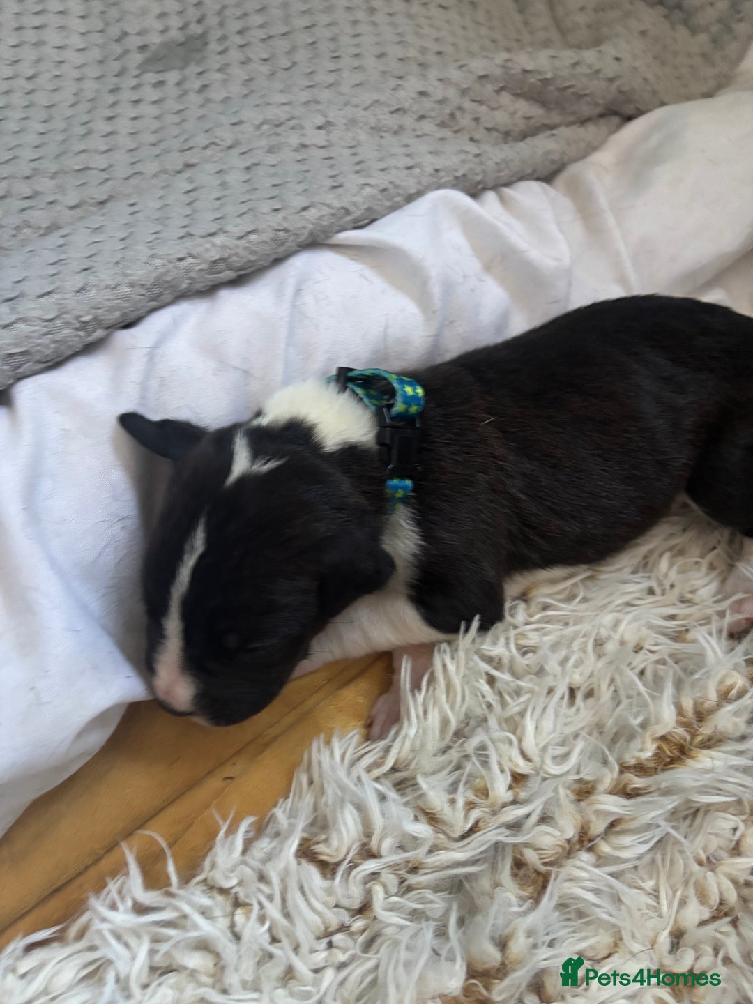 Mixed Breed dogs for sale: Cane corso puppys - Advert 10