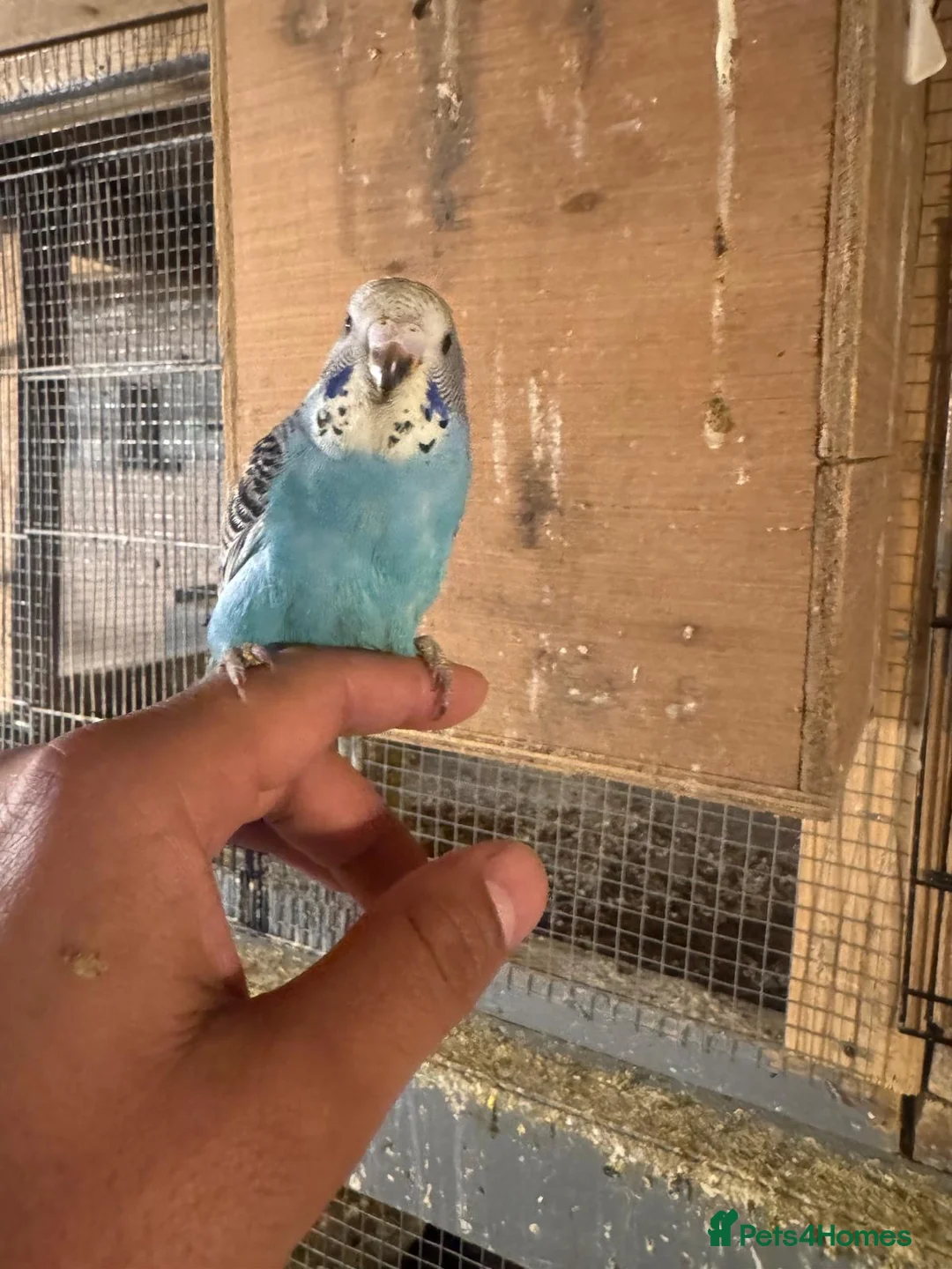 Budgerigars birds for sale: Baby budgies for sale £40 each collection mk404nn - Advert 2
