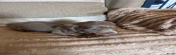 Miniature Dachshund dogs for sale: Miniature dadhaunds ready now  - Advert 15
