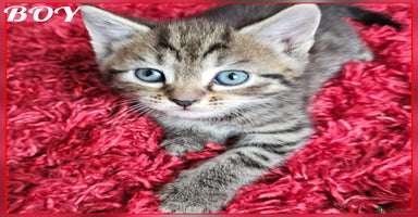 Mixed Breed cats - Advert 10