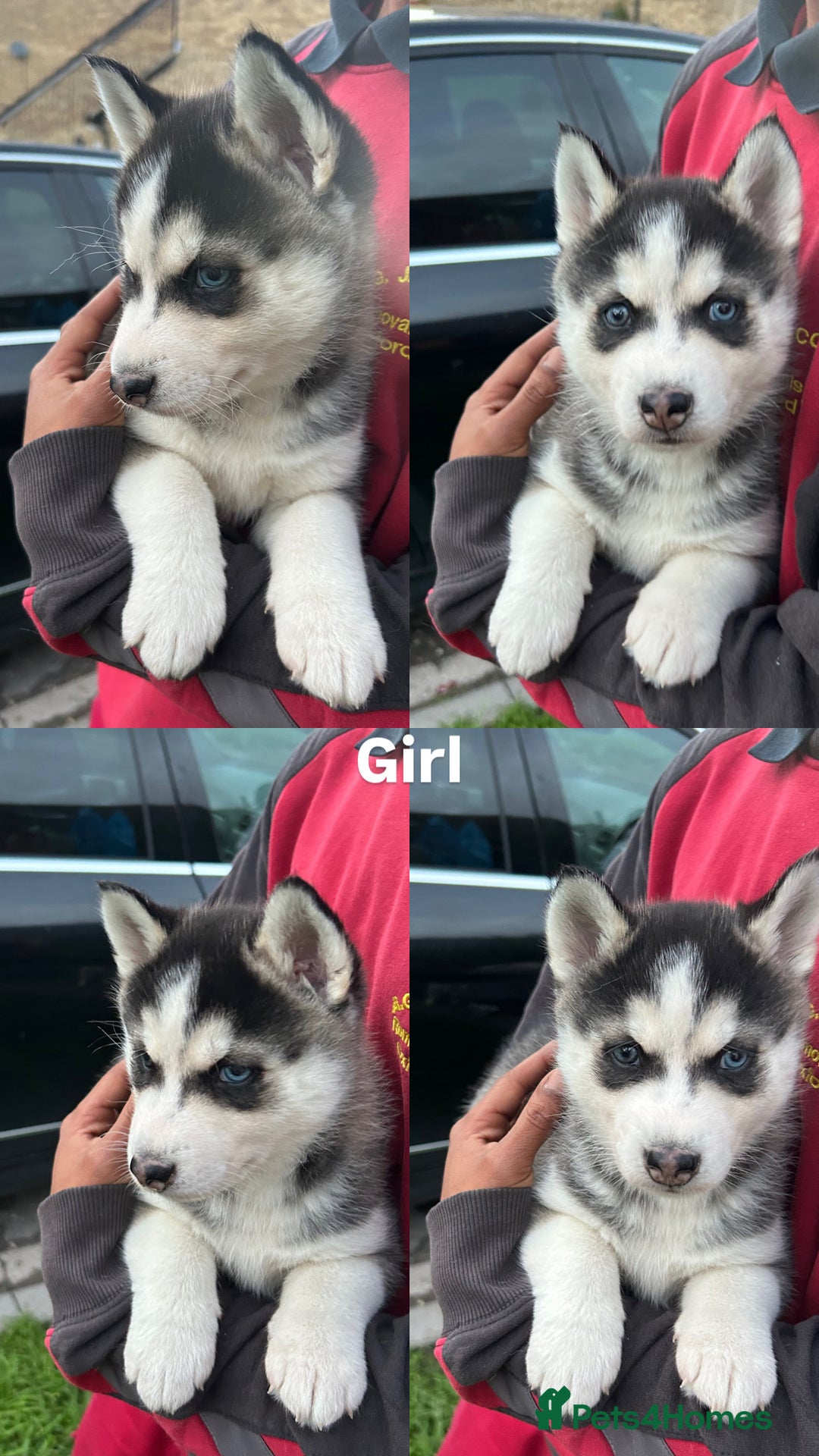 Siberian Husky dogs for sale: Siberian husky puppies  - Image 26