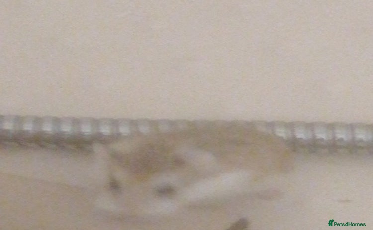 Hamster rodents - Advert 1