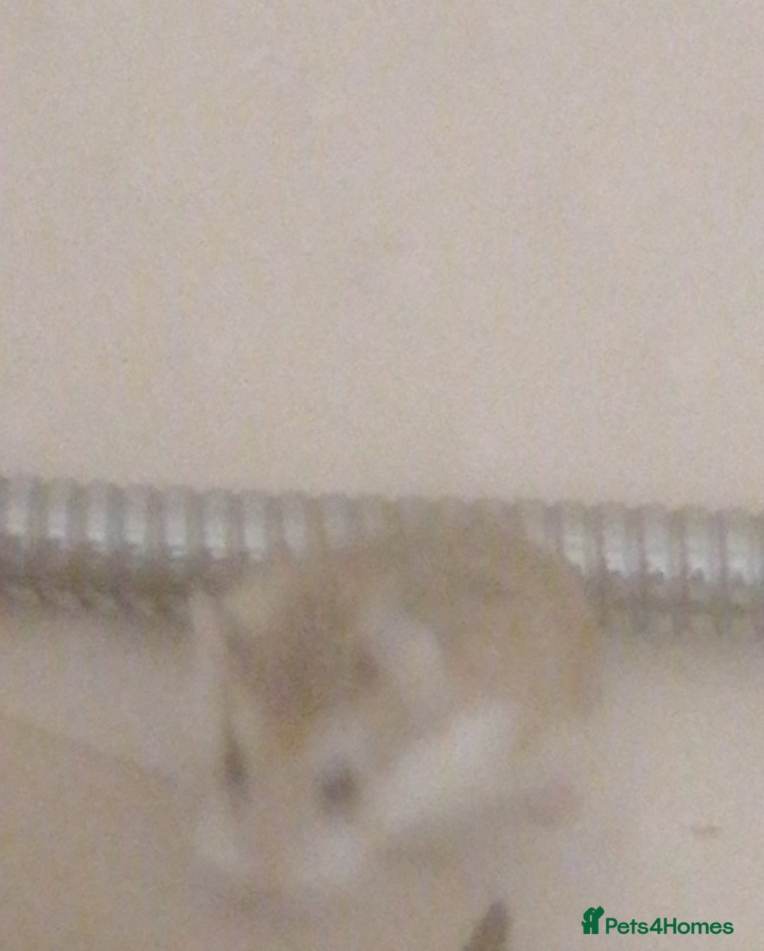 Hamster rodents for sale: Two cute robrovski female litter dwarf hamsters  - Advert 1