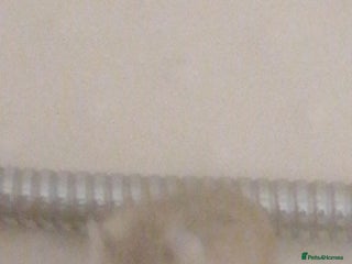 Hamster rodents - Advert 1