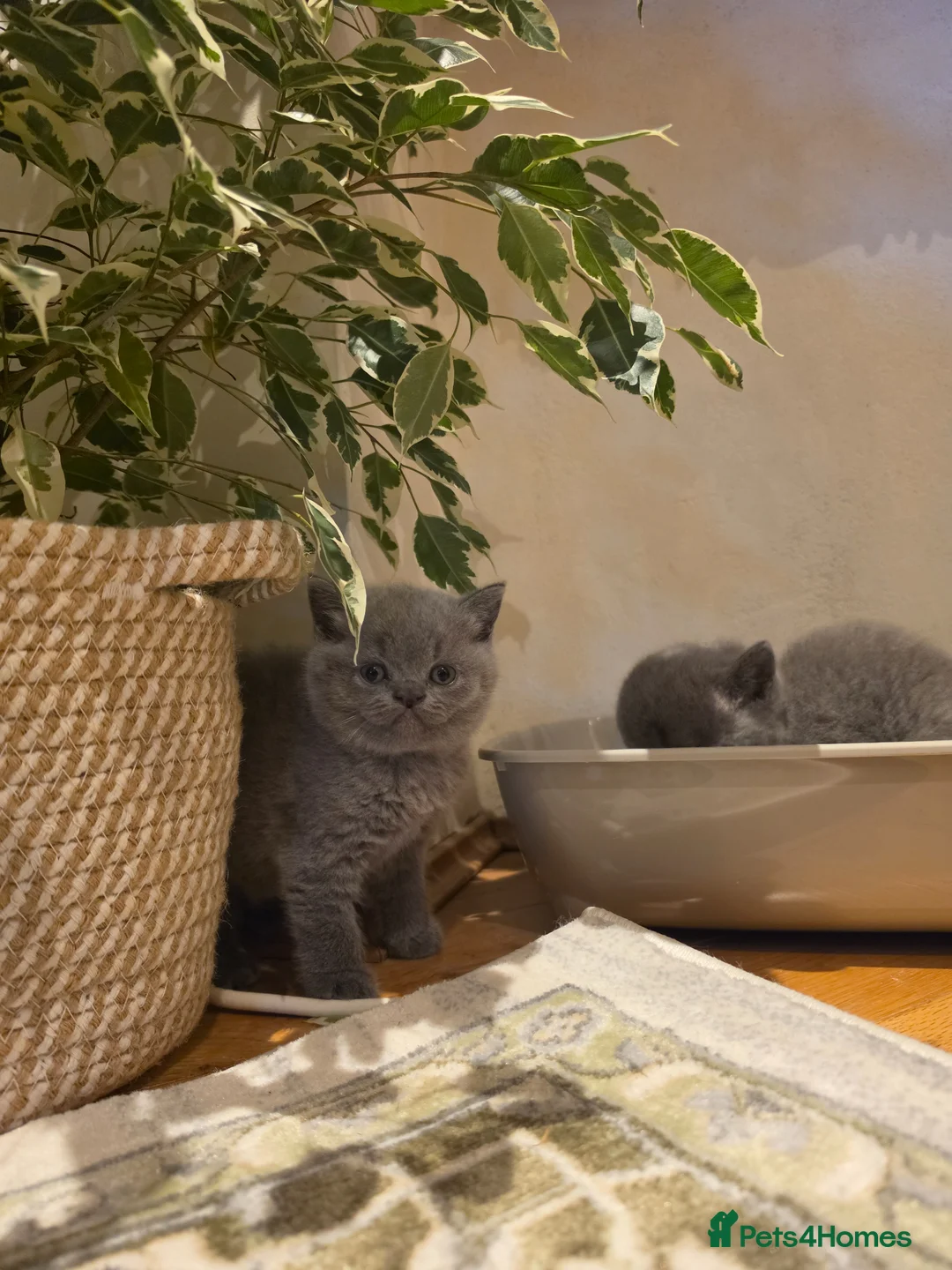 British Shorthair cats for sale: Beautiful Blue British Shorthair Kittens for Sale - Advert 1