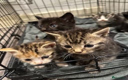 Domestic Shorthair cats for sale: Kittens - Image 14
