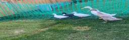 Ducks poultry for sale: Male call ducks available  in Selby - Advert 3