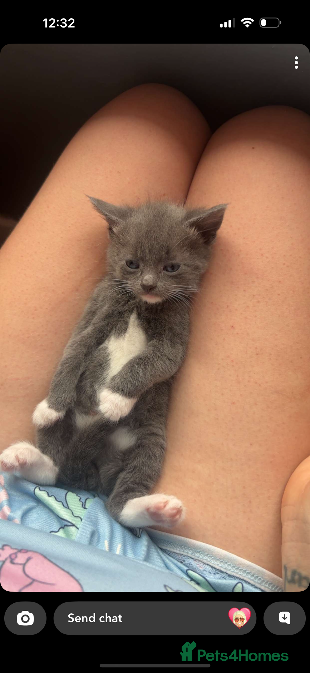Mixed Breed cats for sale: Kittens  - Image 6