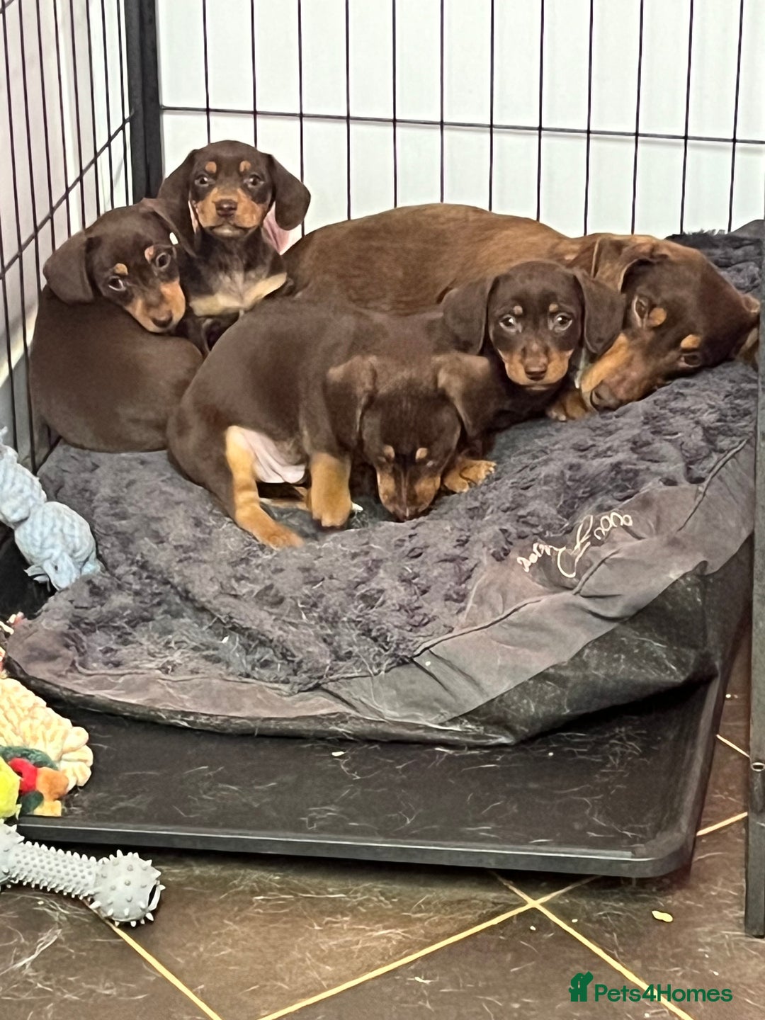 Dachshund dogs for sale: stunning gorgeous litter  - Advert 9